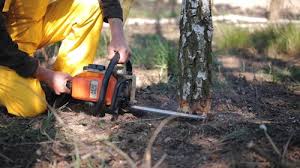 Best Leaf Removal  in Spring Mount, PA