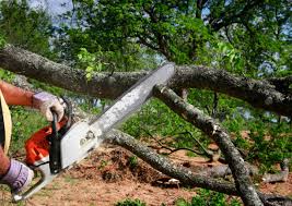 Best Fruit Tree Pruning  in Spring Mount, PA