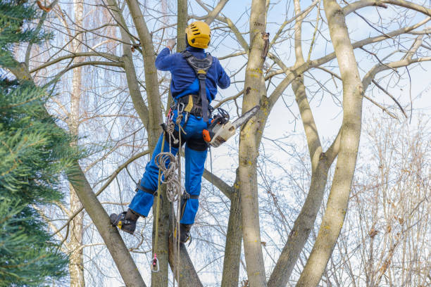 Best Tree Risk Assessment  in Spring Mount, PA