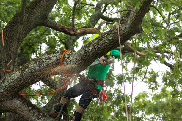 Best Tree Mulching  in Spring Mount, PA